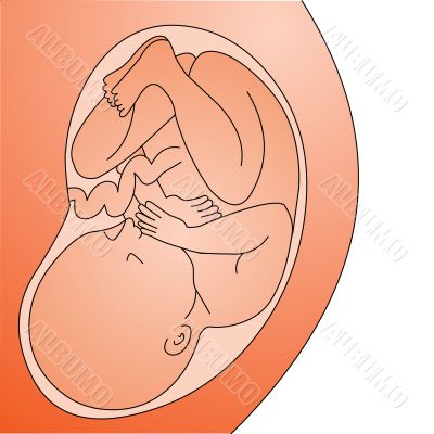 fetus in belly full grown