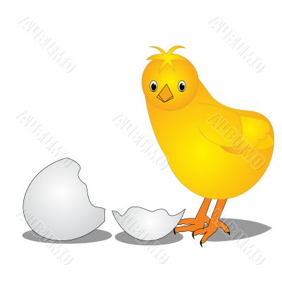  The Chicken near by split egg