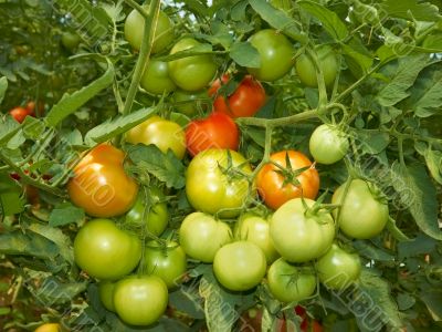 Big bunch of tomatoes 