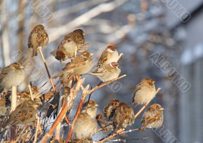 A flock of sparrows in the branches of shrubs