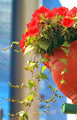  pot of flowers on the street