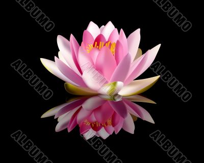 pink water lily 