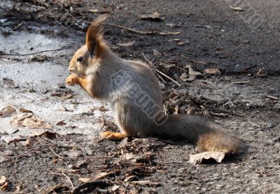 Squirrel Squirrel