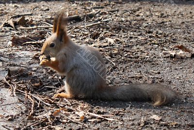 Squirrel