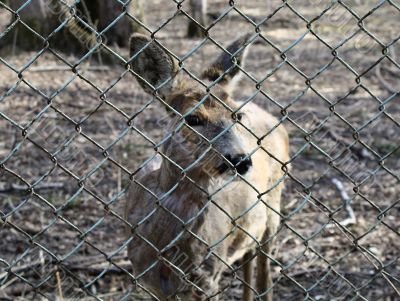 Roe in a cage