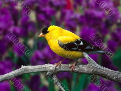 Beautiful bird Beautiful bird