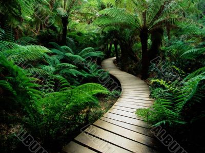 wooden walkway wooden walkway