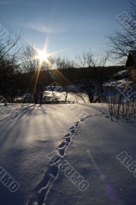 Winter Evening