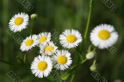 Daisies