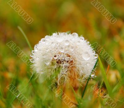 Dandelion with water drops