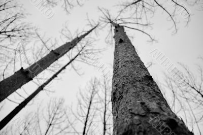 Charred tree trunks