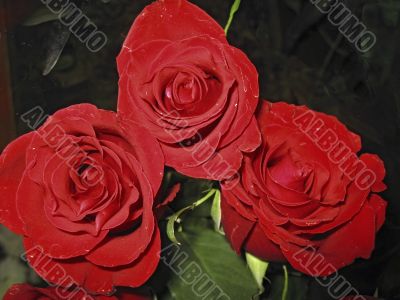 Bouquet of red rose