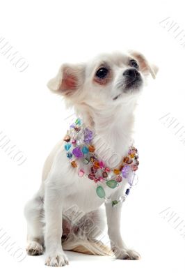 chihuahua with pearl collar