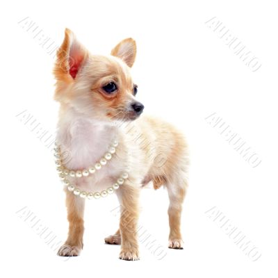 chihuahua with pearl collar