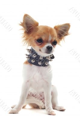 chihuahua with studded collar