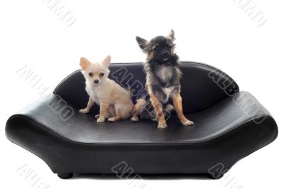 chihuahuas on sofa