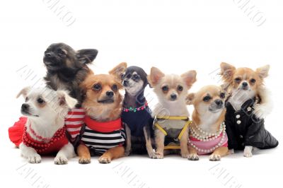 seven chihuahuas