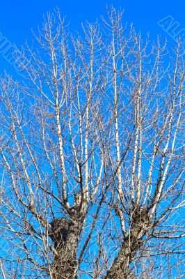 branches of a tall tree