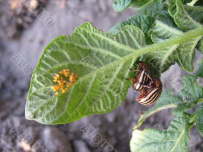 the colorado beetle