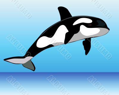 Killer Whale over the water 