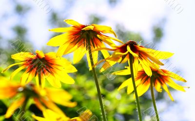 beautiful yellow Sunflower 