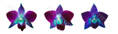 orchid orchid