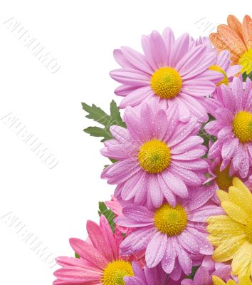 chrysanthemum chrysanthemum