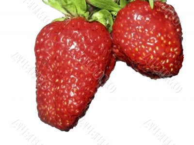Strawberries isolate