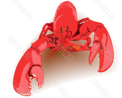 boiled lobster red 