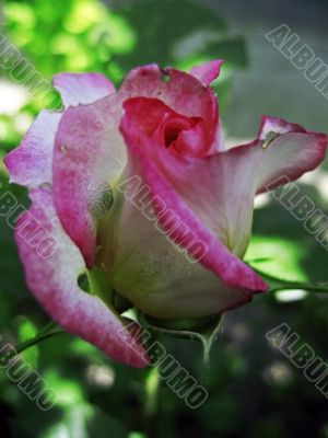 Red and white rose blooming