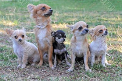 five chihuahuas