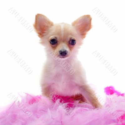 puppy chihuahua with pink feather
