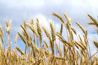 ears of wheat against the sky