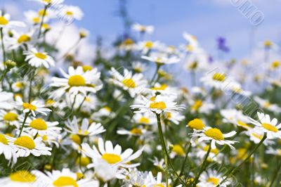 white daisies in the sky