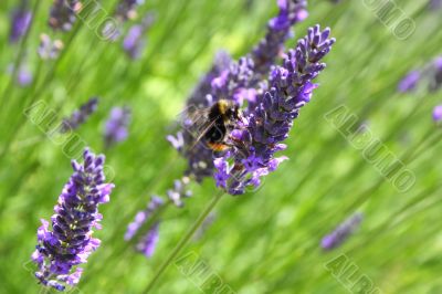 bumble bee on lavender bumble bee on lavender