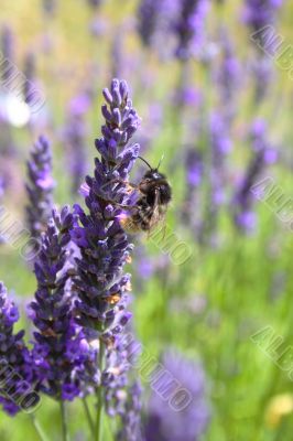 bumble bee on lavender