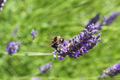 bumble bee on lavender bumble bee on lavender