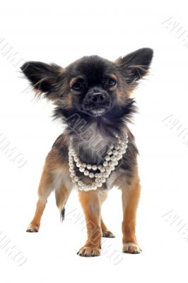 chihuahua with pearl collar