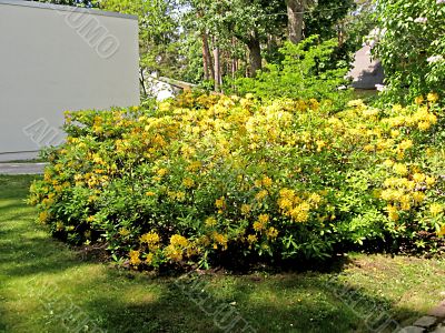 Yellow rhododendron