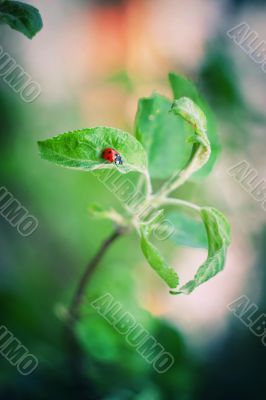 ladybug