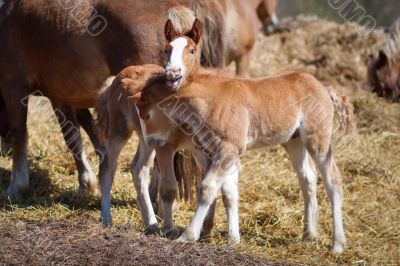 foals foals