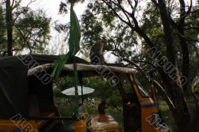 monkey2 monkey2