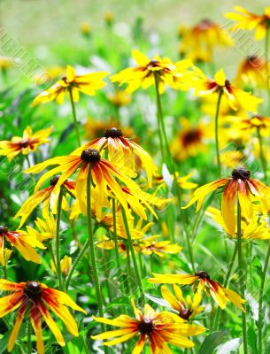 Yellow flowers Yellow flowers