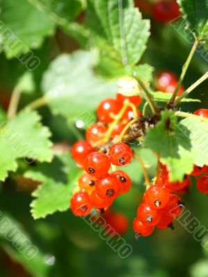 Fruit: Red currant Fruit: Red currant