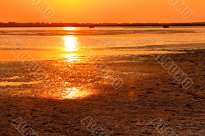 Setting sun flare over the swamp