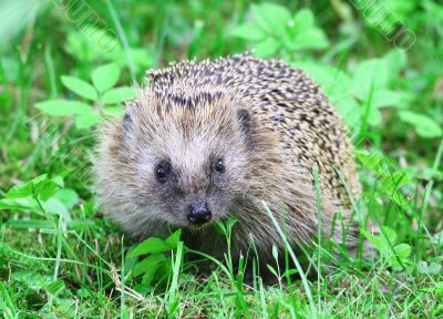 Wild hedgehog