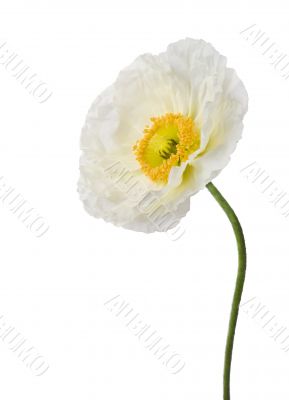Poppy Poppy