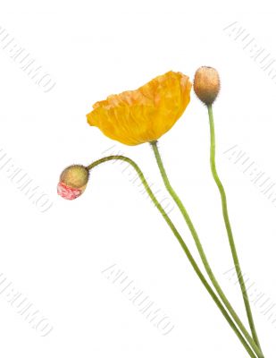 Poppy Poppy