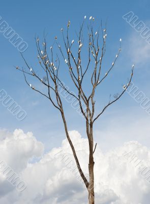 Tree on white background Tree on white background