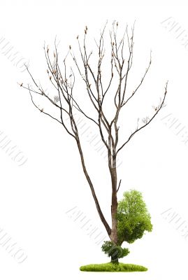 Tree on white background